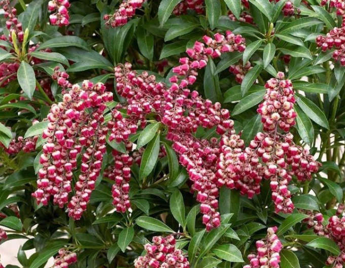 Pieris japonica ´Passion´