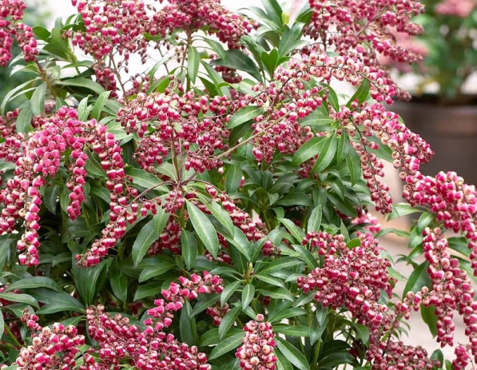 Pieris japonica ´Passion´