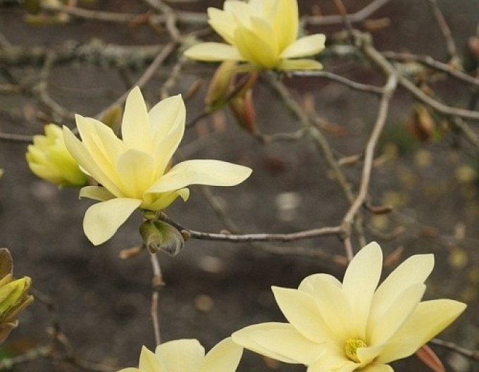 Magnolia ´Gold Star´