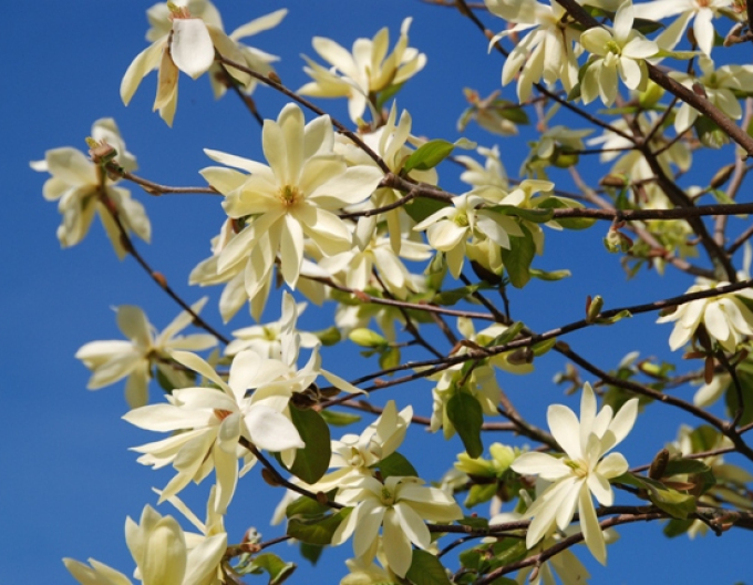 Magnolia ´Gold Star´