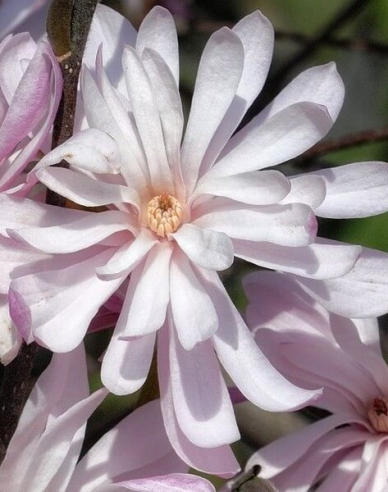 Magnolia ´St. Waterlily´