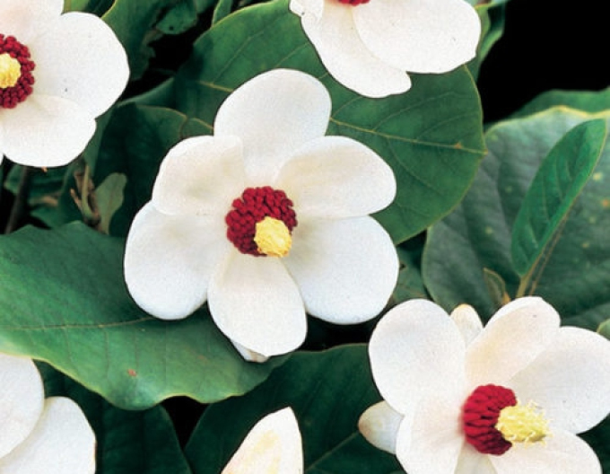 Magnolia Sieboldia