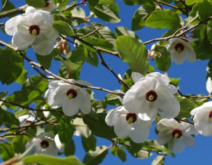 Magnolia Sieboldia