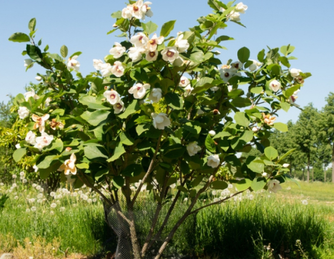 Magnolia Sieboldia