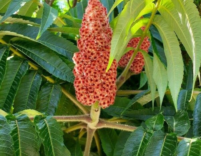 Sumac cu frunze penate ( Rhus Typhina)