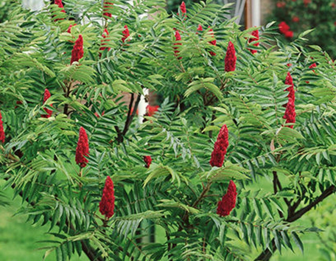 Sumac cu frunze penate ( Rhus Typhina)