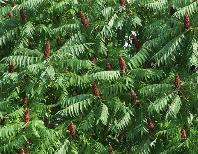 Sumac cu frunze penate ( Rhus Typhina)