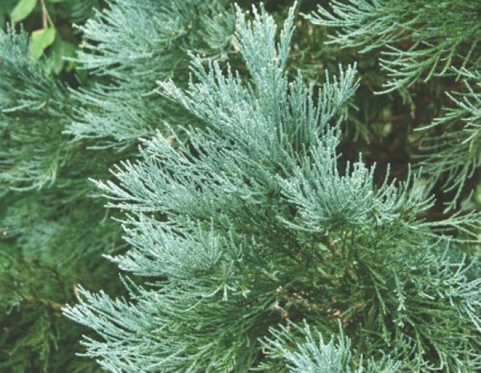 Sequoia ´Glaucum´