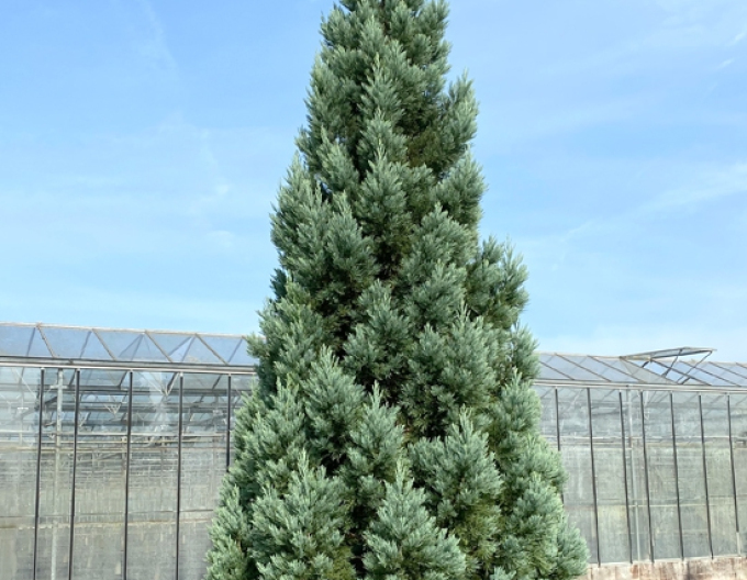Sequoia ´Glaucum´