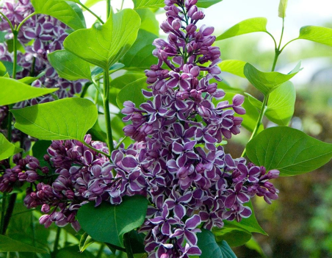 Liliac Sensation