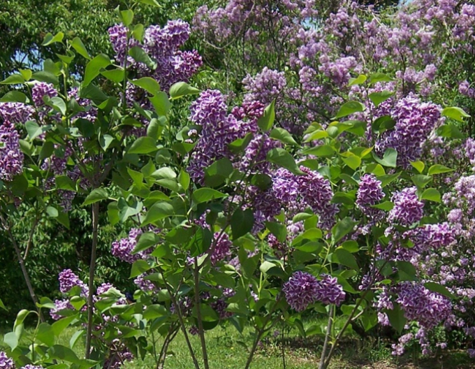 Liliac Sensation