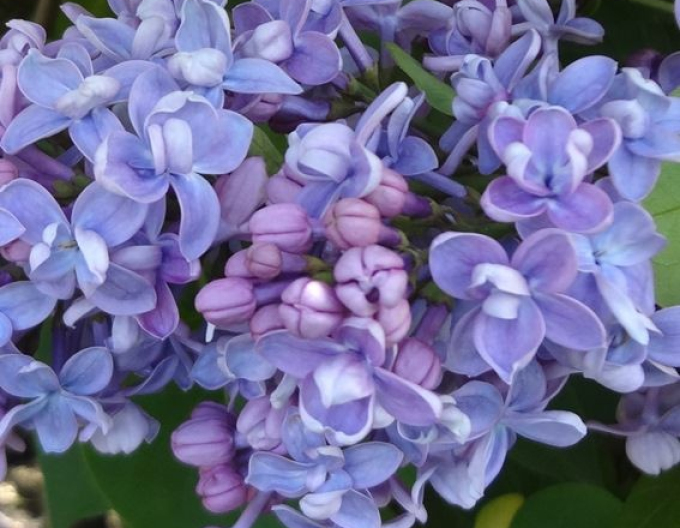 Lilac ´Olivier de Serres´