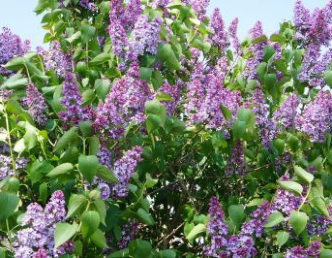 Lilac ´Olivier de Serres´