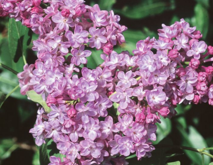 Liliac Belle de Nancy