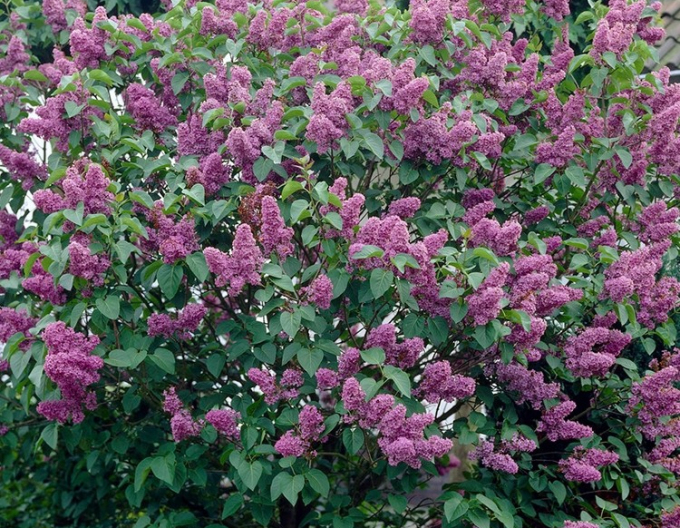 Liliac Belle de Nancy