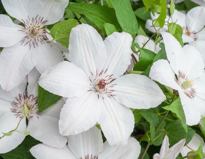 Clematis John Paul II