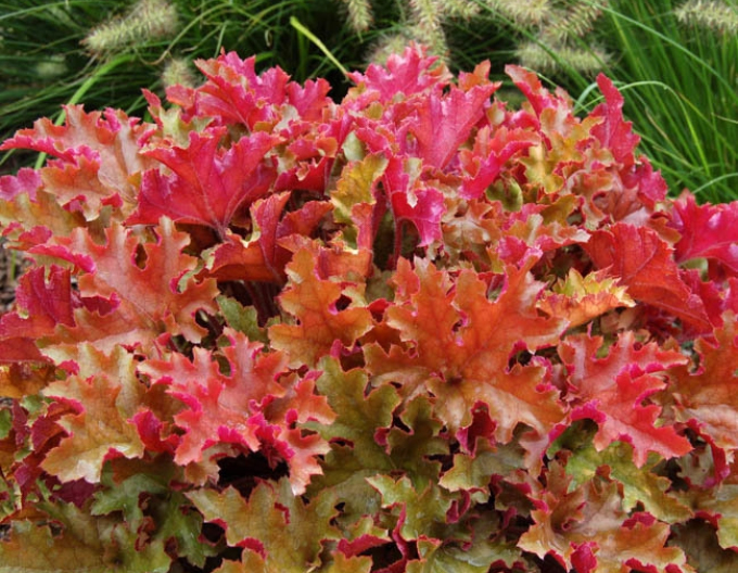Heuchera " Marmeladă"