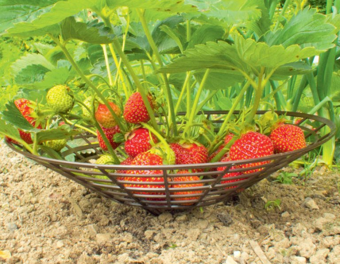 Strawberry mat plastic
