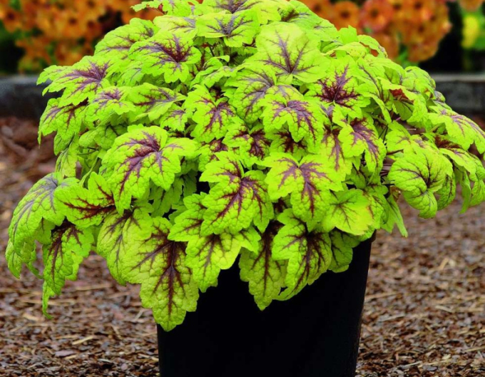 Heuchera "Stoplight"