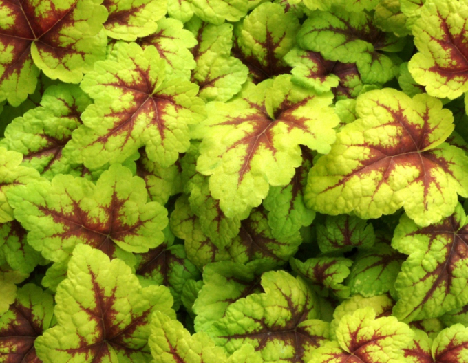 Heuchera "Stoplight"