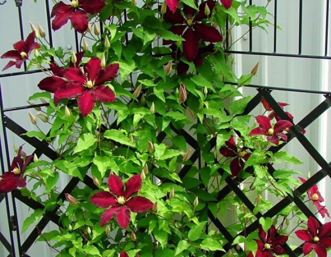 Clematis ´Stasik´