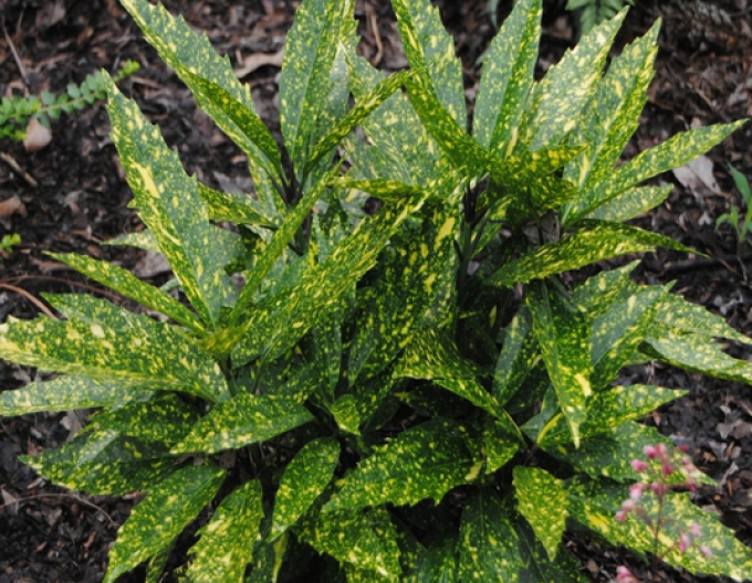 Aukuba japonica ´Variegata´