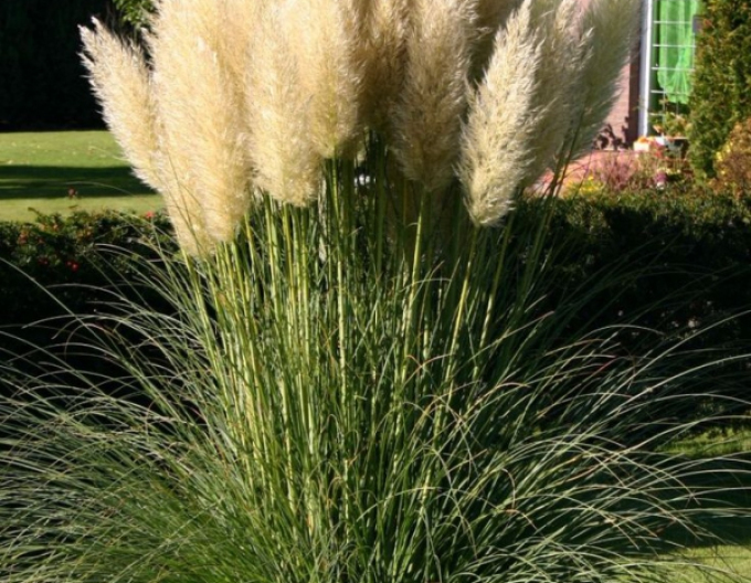 Iarbă de pampas "White Plume"