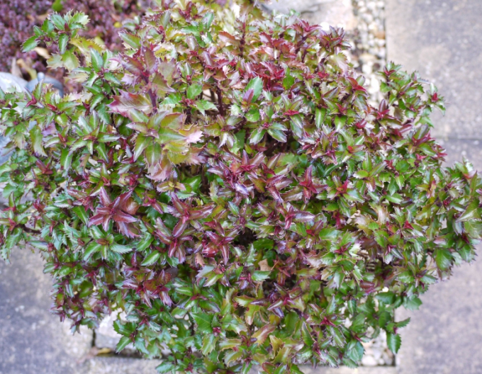 Ilex x meserveae ´Little Rascal´