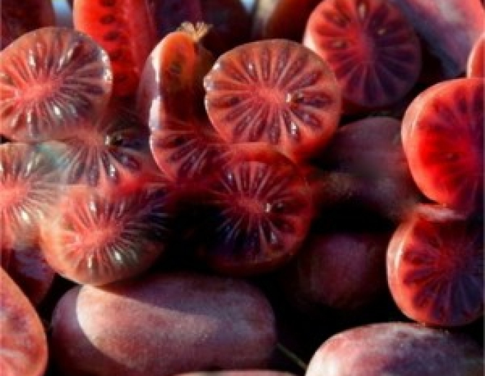 Mini kiwi "Purple Orchard