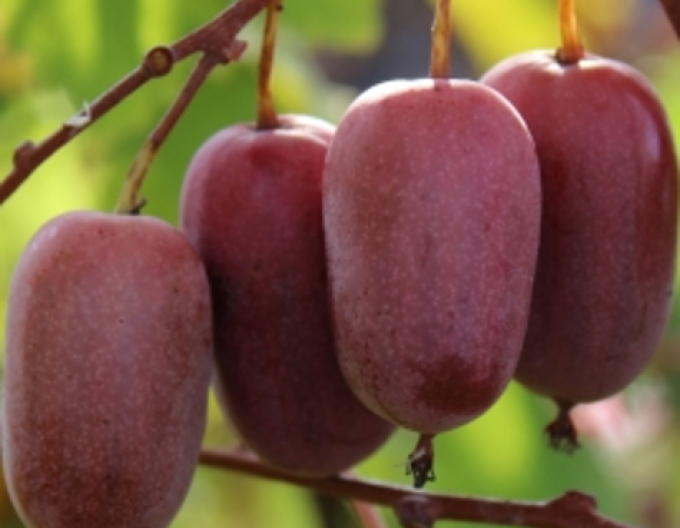 Mini kiwi "Purple Orchard