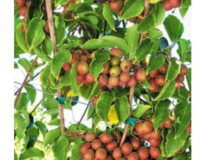 Mini kiwi "Purple Orchard