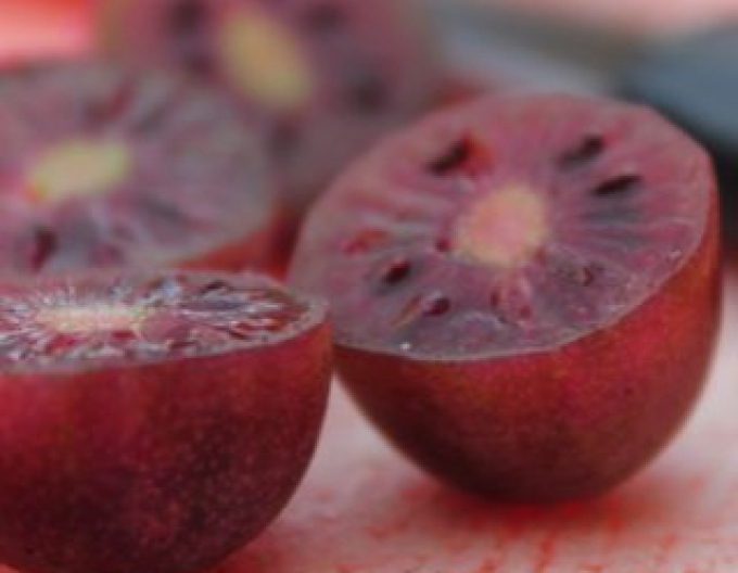 Mini kiwi "Purple Orchard
