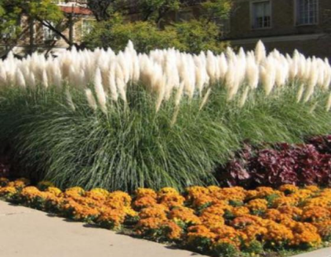 Iarbă de pampas "White Plume"