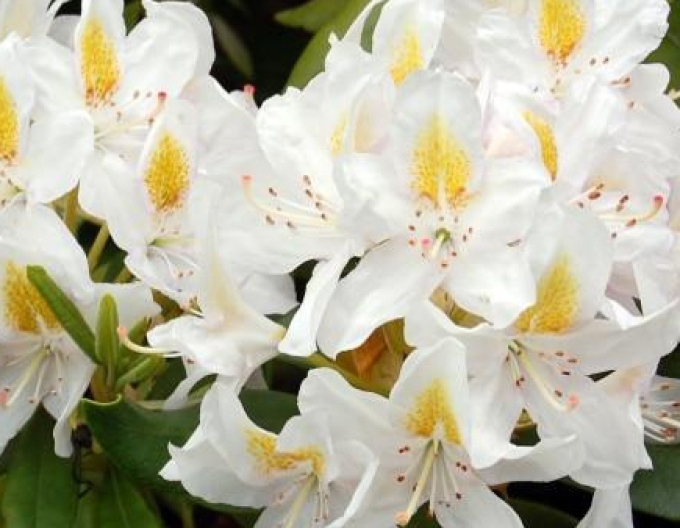 Rhododendron "Madame Masson