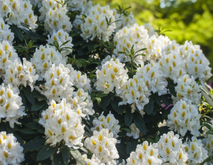 Rhododendron "Madame Masson