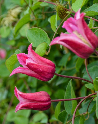 Clematis ´Happy Diana´