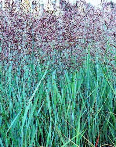 Millet "Heavy Metal"