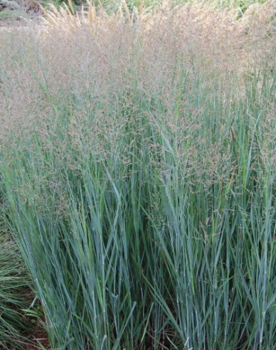 Millet "Heavy Metal"