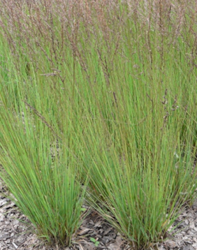 Molinia  "Edith Dudszus"