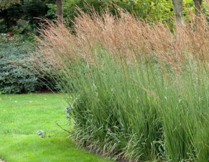Molinia "Cordoba"
