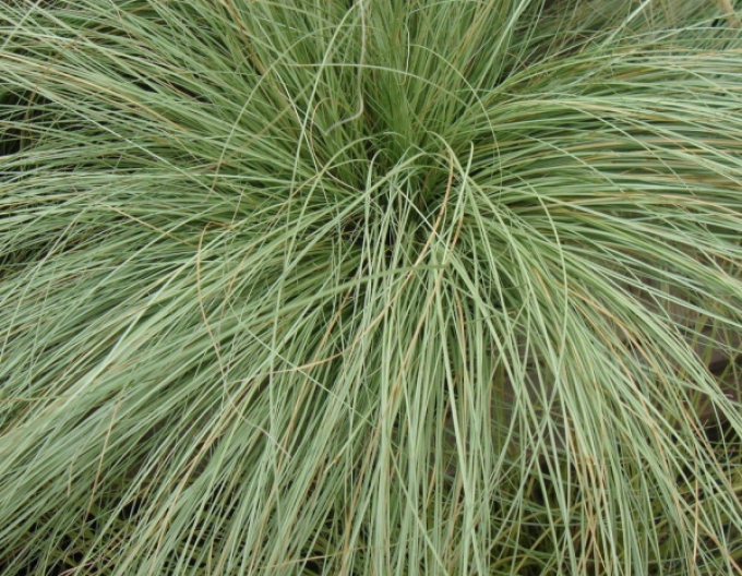 Carex "Amazon Mist"