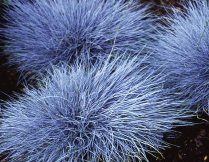 Festuca  "Eisvogel"