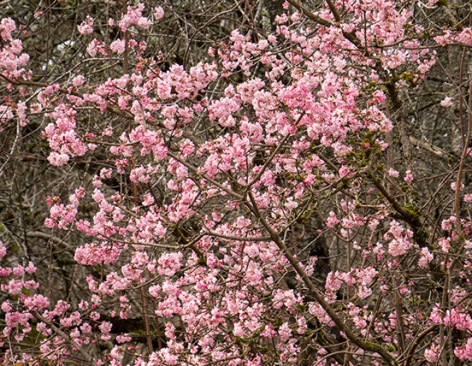 Wiburnum parfumată ´Nana´