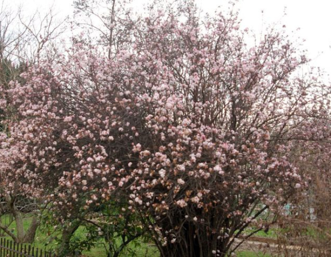 Wiburnum parfumată ´Nana´