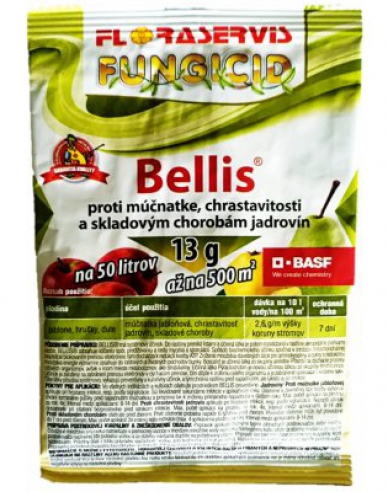 BELLIS 13g
