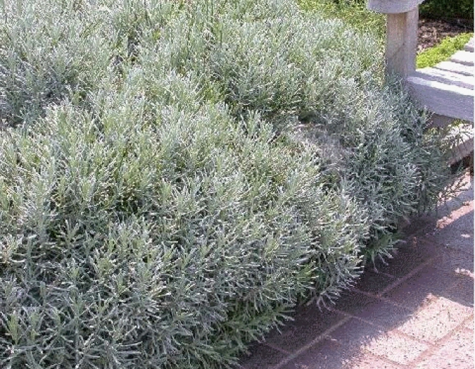 Lavanda "Grosso" 1L
