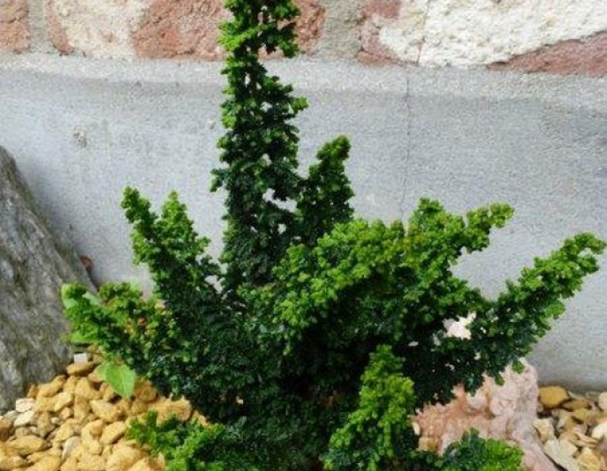 Chiparos Chirimen