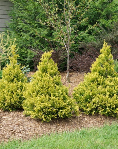 Chamaecyparis obtusa Tsatsumi Gold