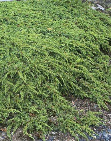 Lenupăr Green Carpet