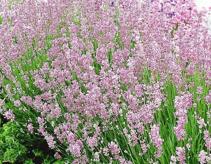 Lavanda "Ellagance Pink"